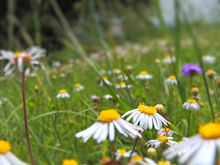 
			El jardín de Amelia
